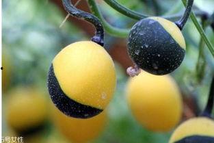 吃吊瓜的好处,揭秘健康生活的绿色选择