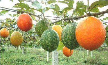 吃吊瓜的好处,揭秘健康生活的绿色选择