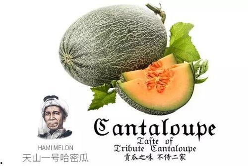 吃瓜搞怪配乐推荐,尽享欢乐配乐盛宴