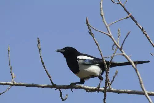 喜鹊吃瓜照片真实,捕捉自然和谐瞬间