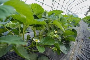 吃瓜大王240,瓜界风云人物背后的故事