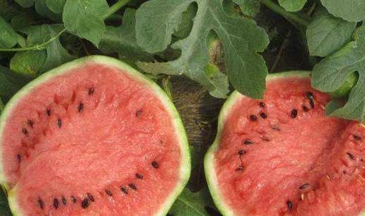 吃瓜少女的水果,探索水果的奇幻之旅