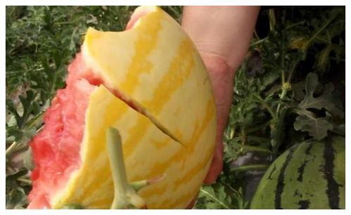 孕期吃黄皮瓜,黄皮瓜的营养与食用指南