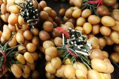 孕期吃黄皮瓜,黄皮瓜的营养与食用指南