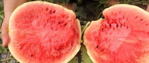 孕期吃黄皮瓜,黄皮瓜的营养与食用指南