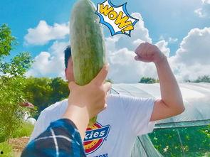 过度吃瓜的影响,揭秘网络舆论背后的心理陷阱