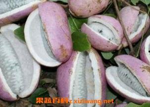 恩施李温柔吃瓜,揭秘背后真相与网络舆论风暴