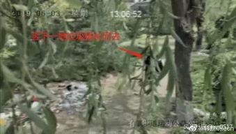 公园里吃瓜视频,吃瓜群众欢乐多