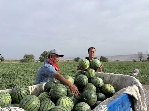 邕江吃瓜,一场别开生面的邕江文化体验