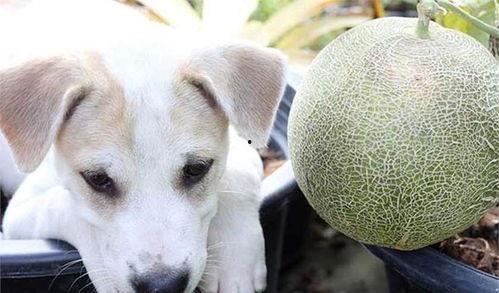 吃哈密瓜小狗,哈密瓜诱惑下的萌宠美食之旅