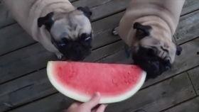 吃哈密瓜小狗,哈密瓜诱惑下的萌宠美食之旅