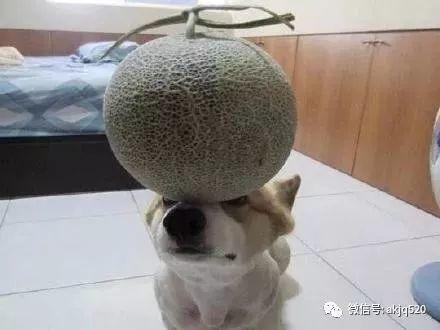 吃哈密瓜小狗,哈密瓜诱惑下的萌宠美食之旅