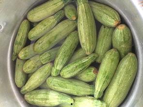 小角瓜咋吃,解锁美味新体验