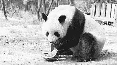 吃瓜萌萌哒,揭秘娱乐圈那些萌趣瞬间