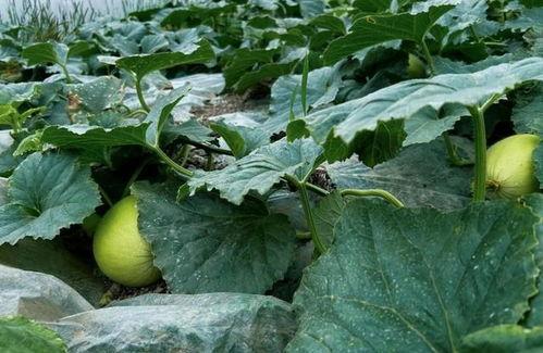 越秀地产 吃瓜,揭秘吃瓜群众的地产风云录”