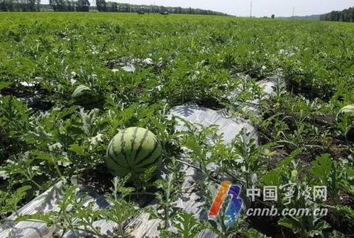 越秀地产 吃瓜,揭秘吃瓜群众的地产风云录”