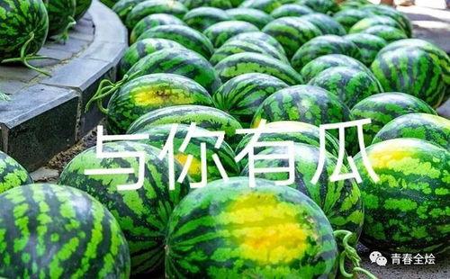 广州学校吃瓜排名,揭秘校园吃瓜达人最爱的高校美食