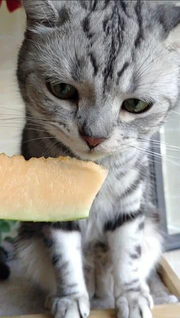 猫咪吃瓜么,揭秘猫咪吃瓜之谜