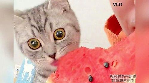 猫咪吃瓜么,揭秘猫咪吃瓜之谜