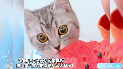 猫咪吃瓜么,揭秘猫咪吃瓜之谜