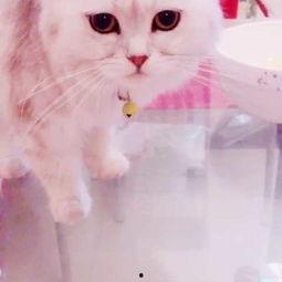 猫吃哈密瓜么,哈密瓜的诱惑与挑战