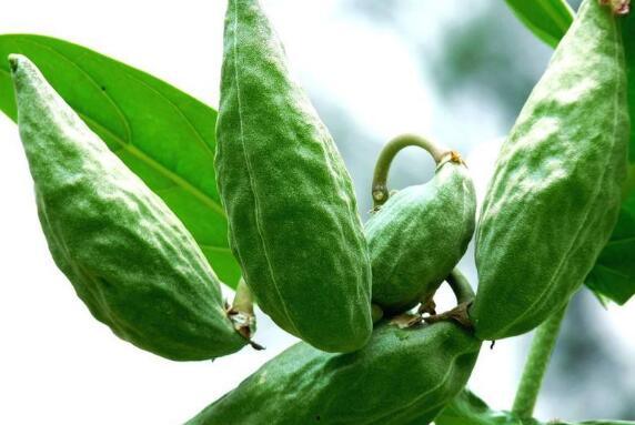 水果牛角瓜咋吃,水果牛角瓜的多样化美味吃法