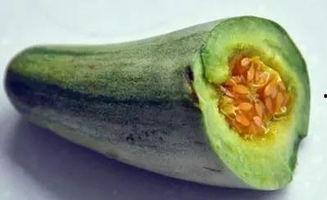 水果牛角瓜咋吃,水果牛角瓜的多样化美味吃法