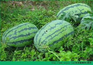 吃瓜春天,揭秘娱乐圈的甜蜜与苦涩