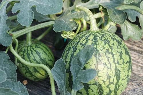 吃瓜春天,揭秘娱乐圈的甜蜜与苦涩