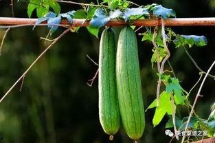 吃瓜春天,揭秘娱乐圈的甜蜜与苦涩