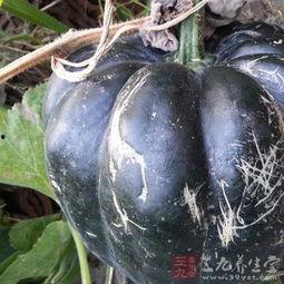 怀孕吃方瓜好吗,方瓜的营养价值与食用建议