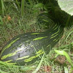 怀孕吃方瓜好吗,方瓜的营养价值与食用建议