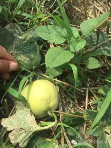 风险吃瓜,吃瓜群众的智慧解析