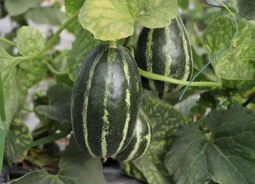 吃瓜大济宁,揭秘这座城市的美食与趣闻