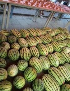 学校吃瓜程度,揭秘校园吃瓜文化的盛况与趣味