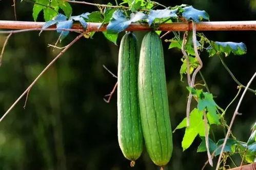 夏天吃三瓜是什么瓜,夏日消暑三瓜养生攻略