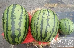 吃瓜吸引,揭秘吃瓜群众的狂欢与思考