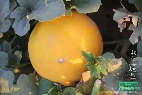 民勤蜜瓜吃皮吗,皮薄肉厚，皮可食用，美味尽享