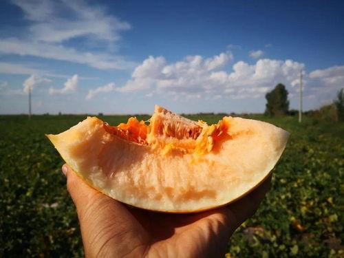 民勤蜜瓜吃皮吗,皮薄肉厚，皮可食用，美味尽享