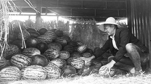 辉县吃瓜群众反应,揭秘当地热点事件背后的真相