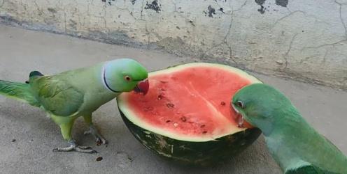 鹦鹉吃瓜技能,解锁鸟类吃瓜新技能