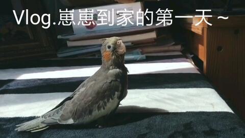 鹦鹉吃瓜技能,解锁鸟类吃瓜新技能