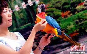 鹦鹉吃瓜技能,解锁鸟类吃瓜新技能