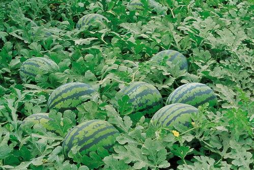 田埂吃瓜照片大全