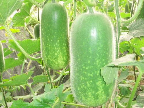 田埂吃瓜照片大全