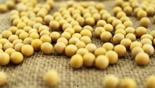 小黄豆吃瓜大姐