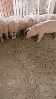 瓜哥吃猪脑壳,舌尖上的美食冒险之旅