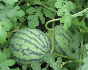 孕妇可以吃胶瓜吗,胶瓜的适宜食用与注意事项