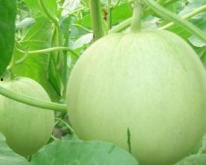 孕妇可以吃胶瓜吗,胶瓜的适宜食用与注意事项