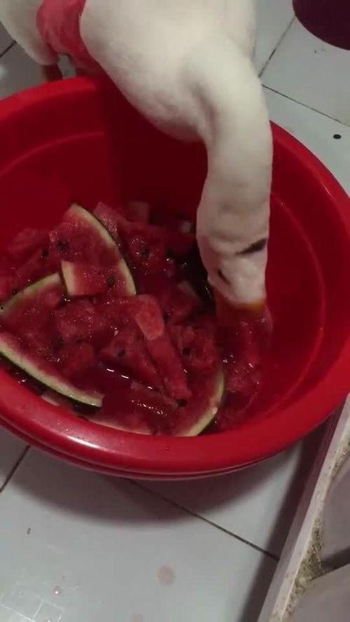 鹅吃不吃玉瓜,揭秘鹅是否爱吃玉瓜